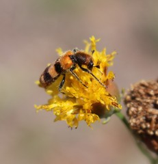 Trichodes bibalteatus