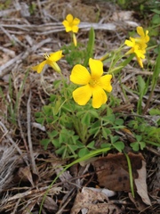 Oxalis macrantha