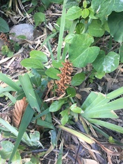 Orobanche hederae
