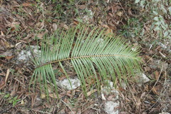 Ceratozamia kuesteriana