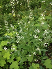 Iodanthus pinnatifidus