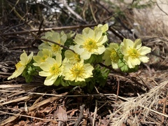 Trollius