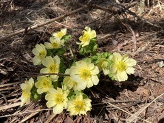 Trollius