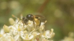 Andrena integra