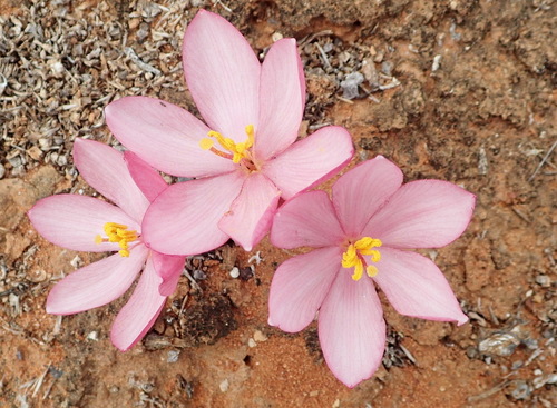 Gethyllis linearis