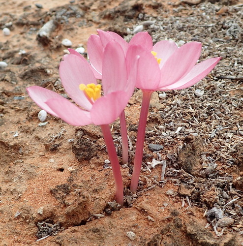Image of Gethyllis linearis by (c) Nicola van Berkel, some rights reserved (CC BY-SA)