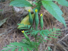 Tagetes foetidissima