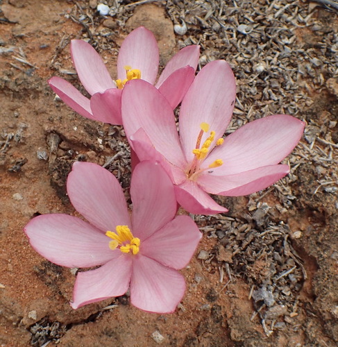 Image of Gethyllis linearis by (c) Nicola van Berkel, some rights reserved (CC BY-SA)