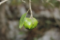 Annona globiflora