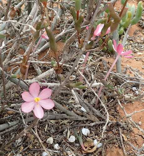 Image of Gethyllis linearis by (c) Nicola van Berkel, some rights reserved (CC BY-SA)