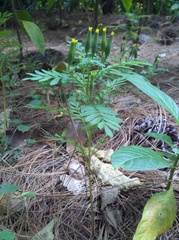 Tagetes foetidissima