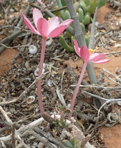 Image of Gethyllis linearis by (c) Nicola van Berkel, some rights reserved (CC BY-SA)