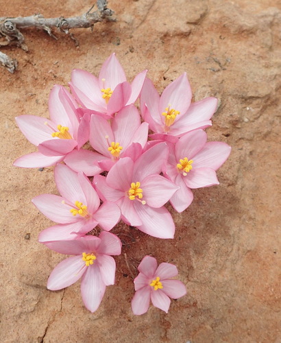 Gethyllis linearis
