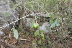 Annona globiflora
