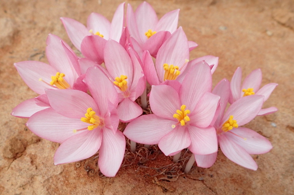 Gethyllis linearis, West Coast, ZA-WC, ZA