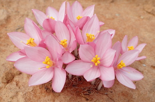 Image of Gethyllis linearis by (c) Nicola van Berkel, some rights reserved (CC BY-SA)