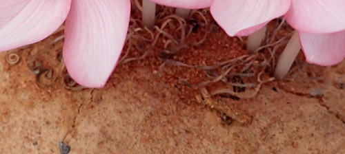 Gethyllis linearis