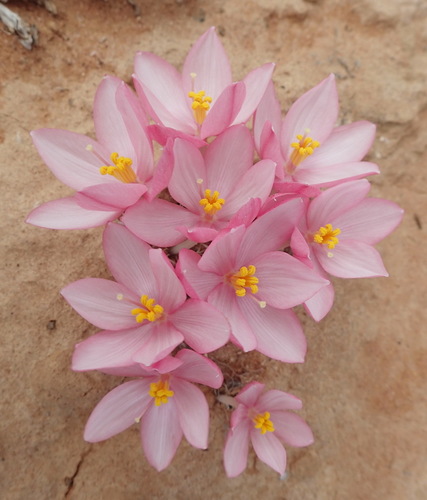 Image of Gethyllis linearis by (c) Nicola van Berkel, some rights reserved (CC BY-SA)