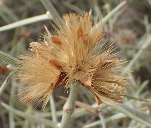 Image of Spiny Spikedaisy by (c) Nicola van Berkel, some rights reserved (CC BY-SA)