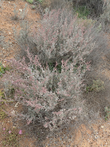 Image of Atriplex vestita by (c) Nicola van Berkel, some rights reserved (CC BY-SA)