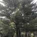 photo of Pine Family (Pinaceae)