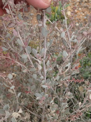 Atriplex vestita