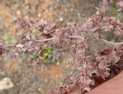 Image of Atriplex vestita by (c) Nicola van Berkel, some rights reserved (CC BY-SA)