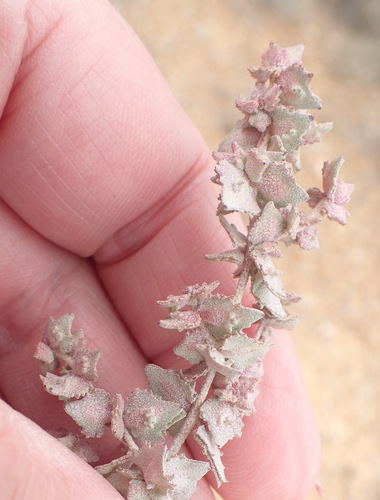 Image of Atriplex vestita by (c) Nicola van Berkel, some rights reserved (CC BY-SA)