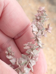Atriplex vestita