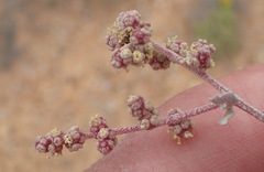 Atriplex vestita