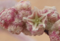 Atriplex vestita