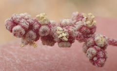 Atriplex vestita