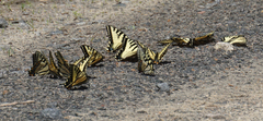 Papilio canadensis