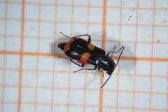 Anthocomus fasciatus