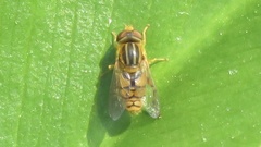 Parhelophilus laetus