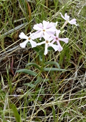 Phlox stansburyi