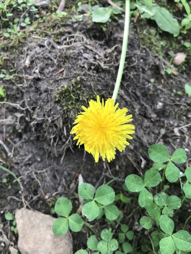 photo of Common Dandelion (Taraxacum officinale)