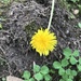 photo of Common Dandelion (Taraxacum officinale)