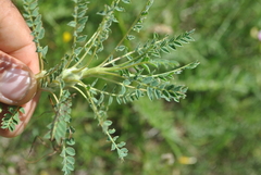 Astragalus microcephalus