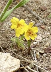 Erythranthe carsonensis