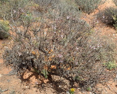 Pelargonium carnosum carnosum