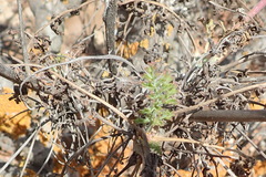 Pelargonium carnosum carnosum