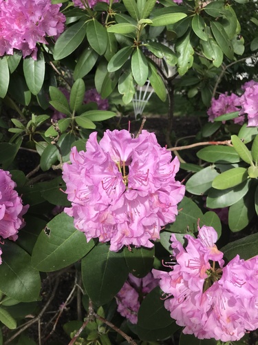 photo of Rhododendrons And Azaleas (Rhododendron)