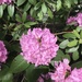 photo of Rhododendrons And Azaleas (Rhododendron)