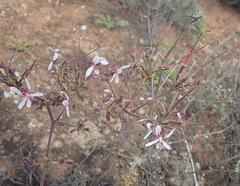 Pelargonium carnosum carnosum