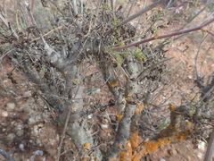 Pelargonium carnosum carnosum