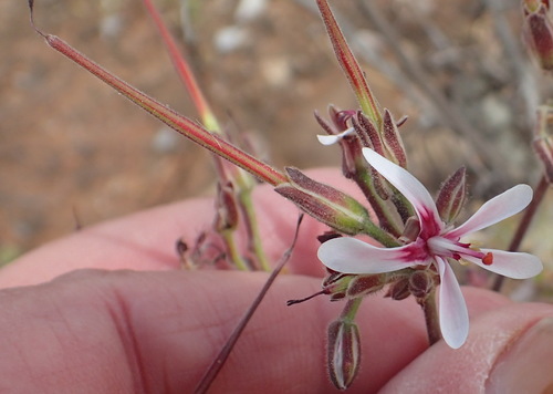 Image of Pelargonium carnosum by (c) Nicola van Berkel, some rights reserved (CC BY-SA)