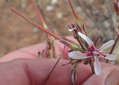 Pelargonium carnosum carnosum