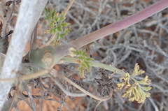 Pelargonium carnosum carnosum