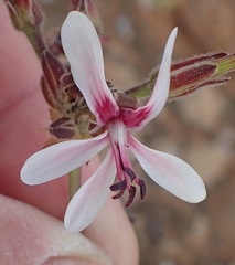Pelargonium carnosum carnosum